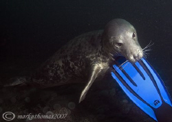 Grey seal & fin.
Farne Islands, Northumberland.
October... by Mark Thomas 